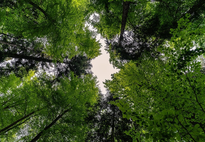 Canopy Adventures
