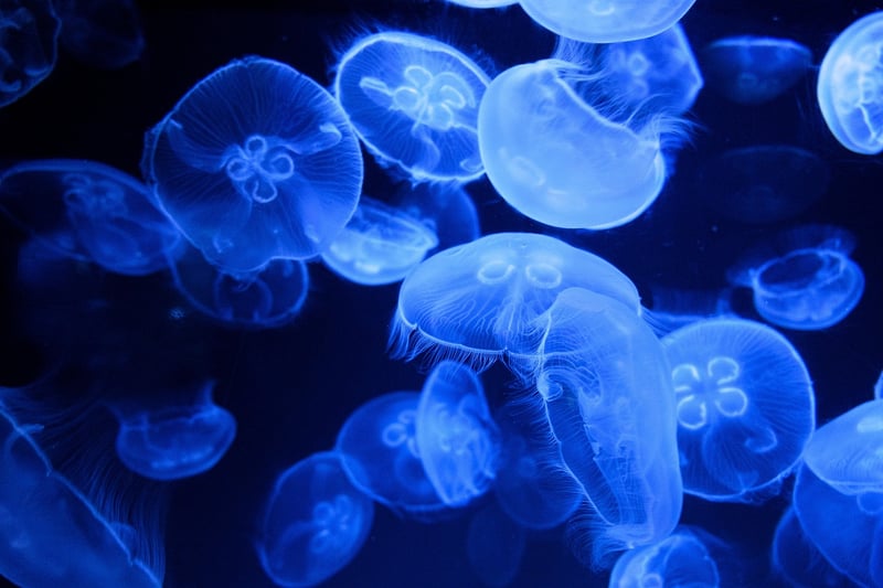 Marine Life Encounters