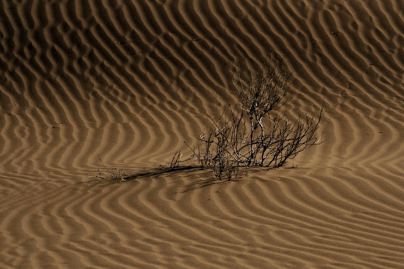 Desert Landscape