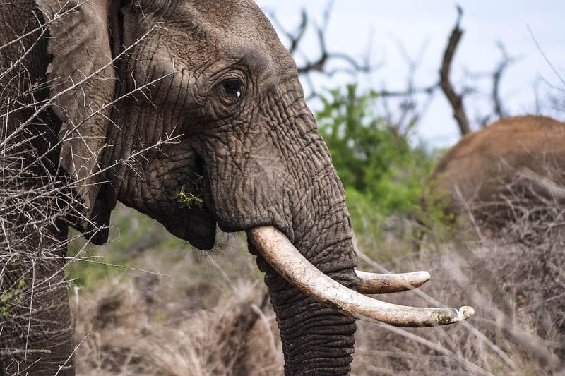 Elephant in the jungle