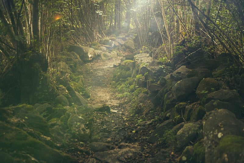 Jungle Canopy