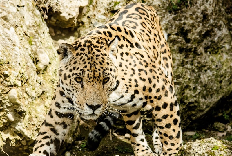 Jaguar in the jungle