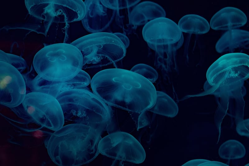 Underwater World